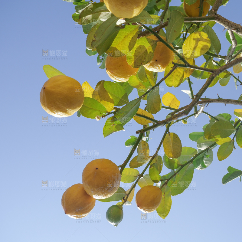 柠檬树