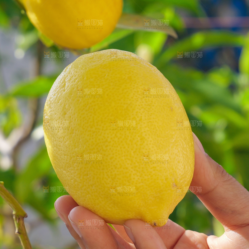 柠檬树