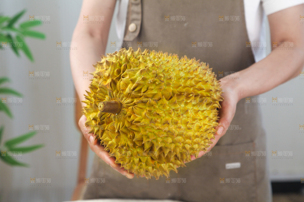 金枕榴莲
