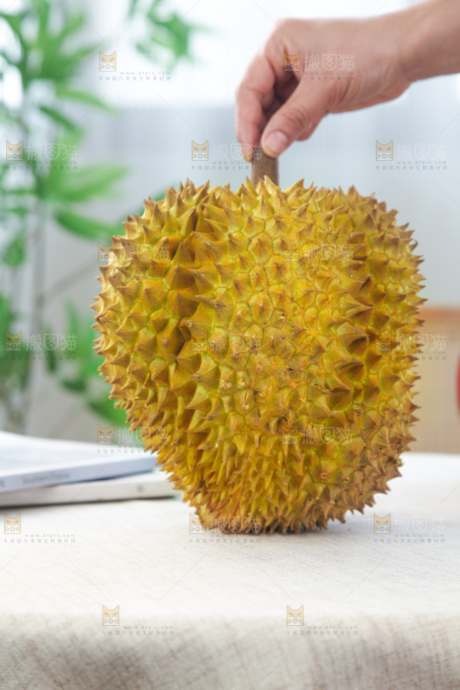 金枕榴莲