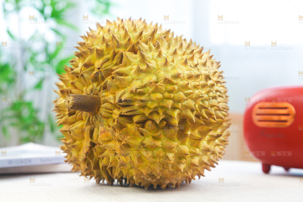 金枕榴莲