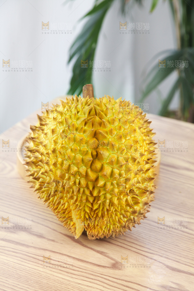金枕榴莲