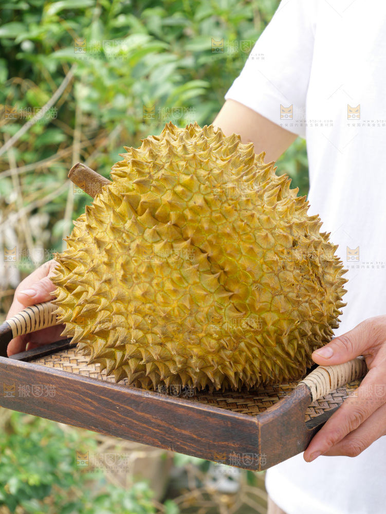 金枕榴莲