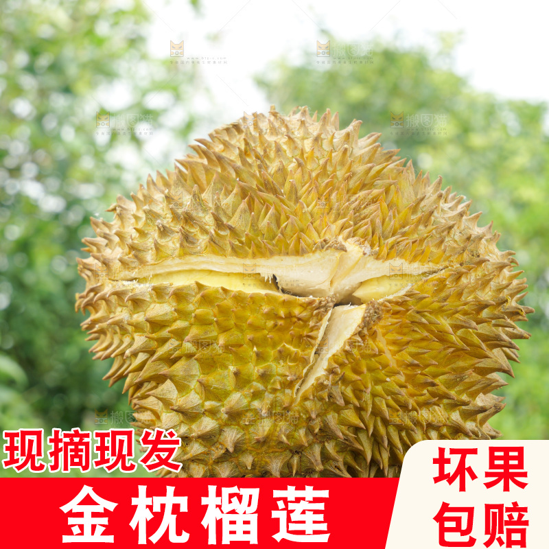 金枕榴莲