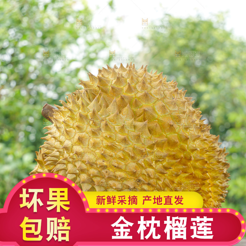 金枕榴莲
