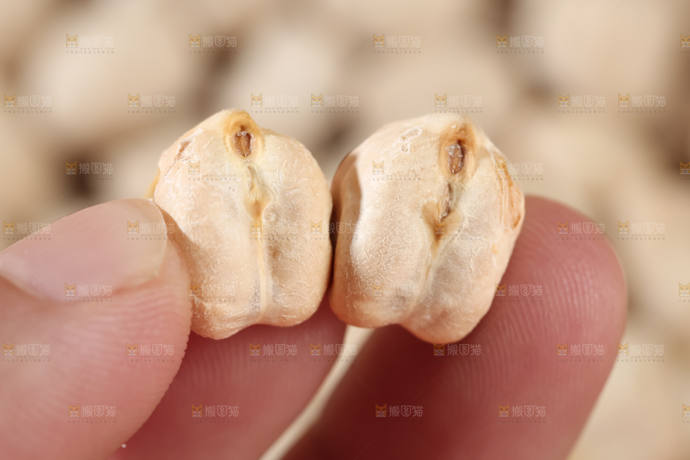 鹰嘴豆