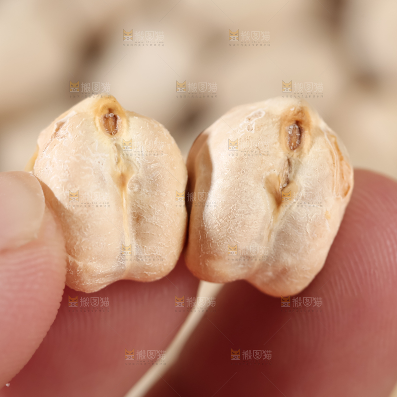鹰嘴豆