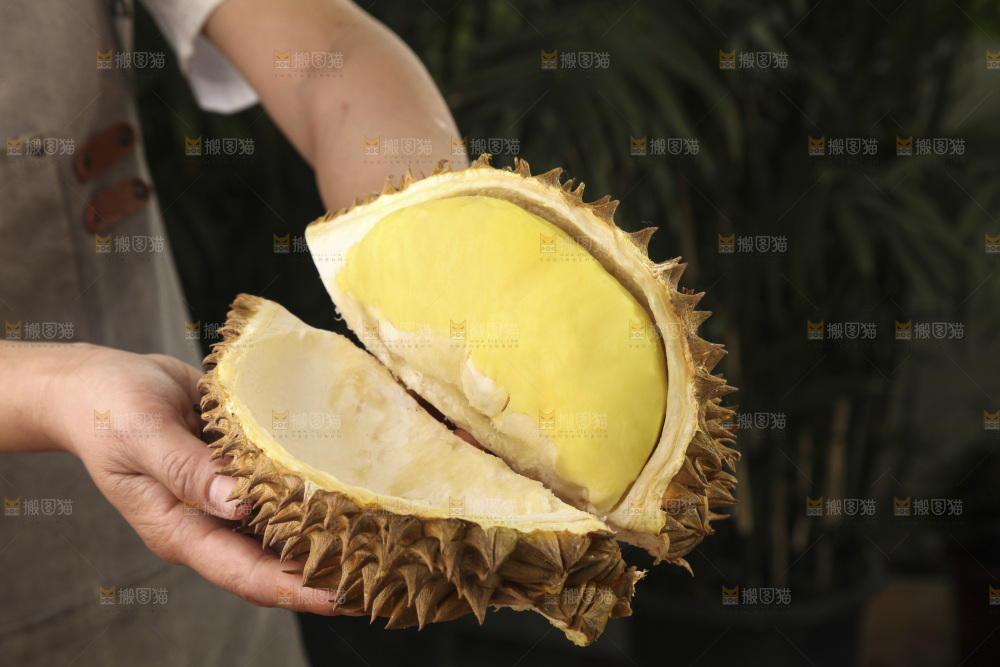 金枕榴莲
