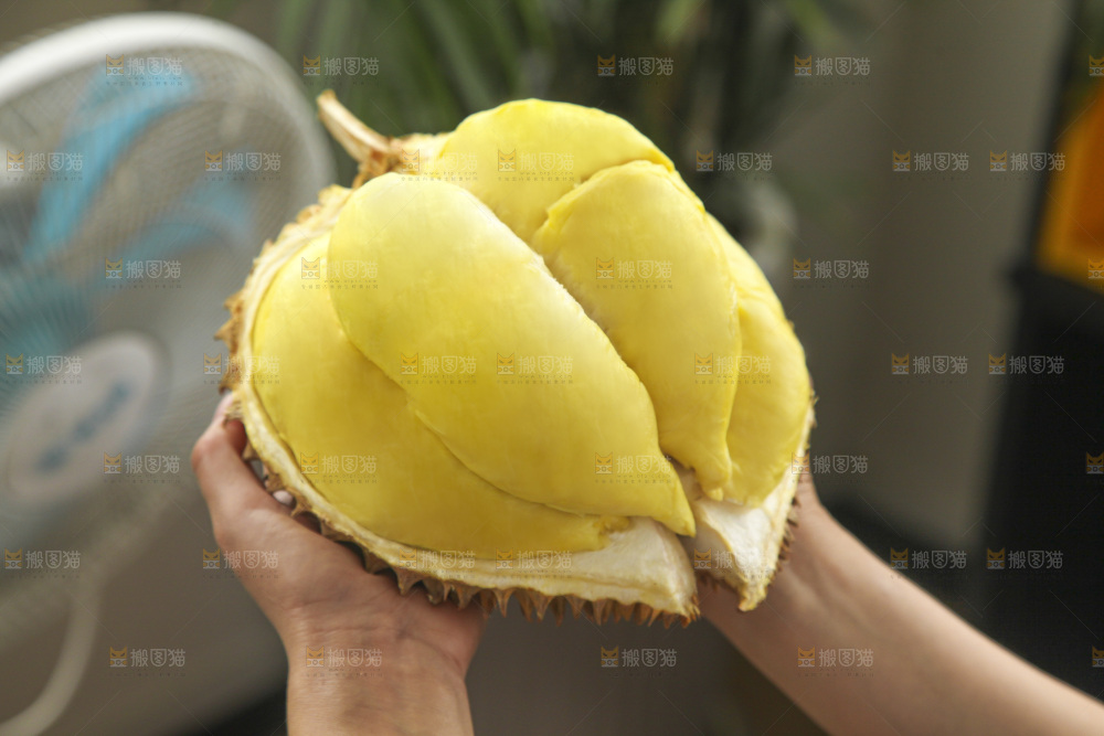 金枕榴莲