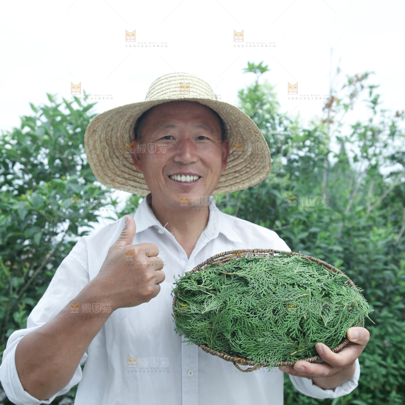侧柏叶