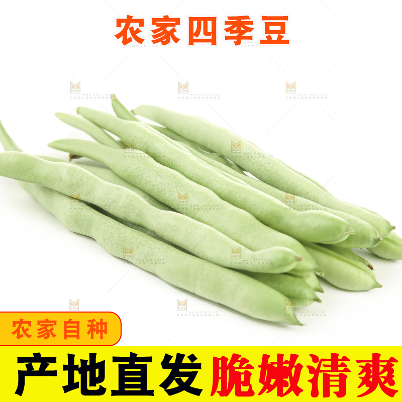 四季豆