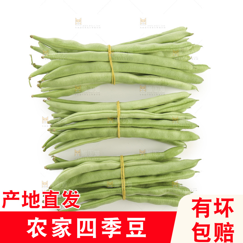 四季豆