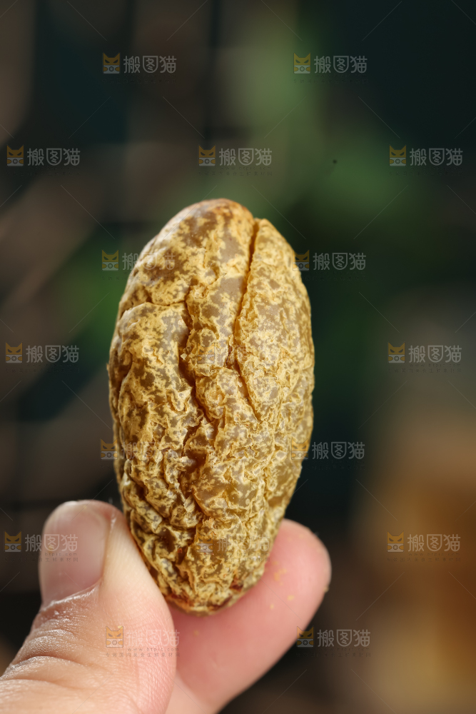橄榄干