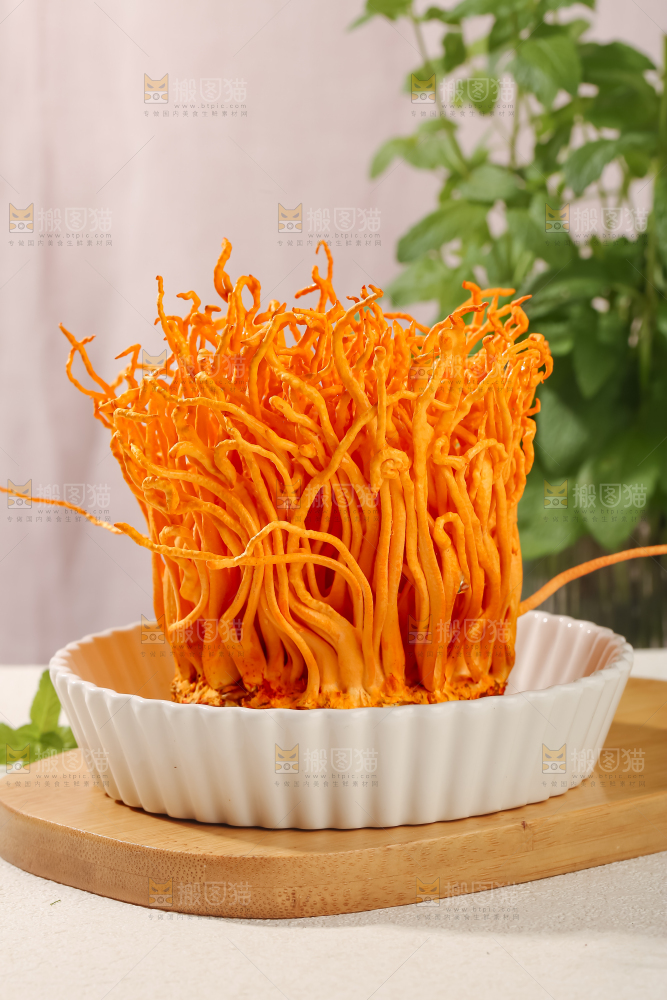 虫草花