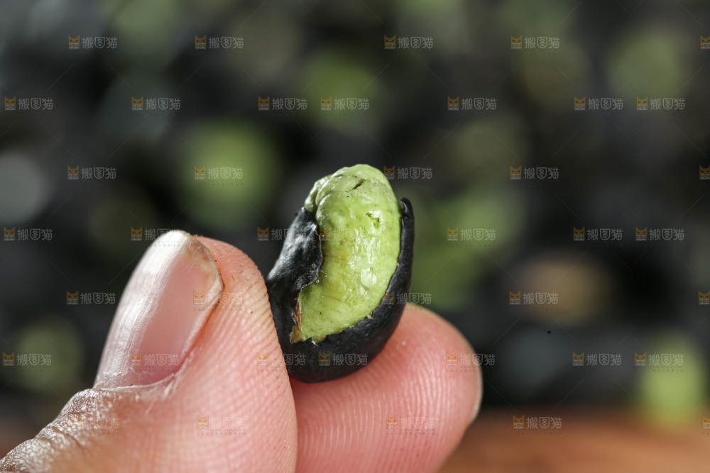 黑豆