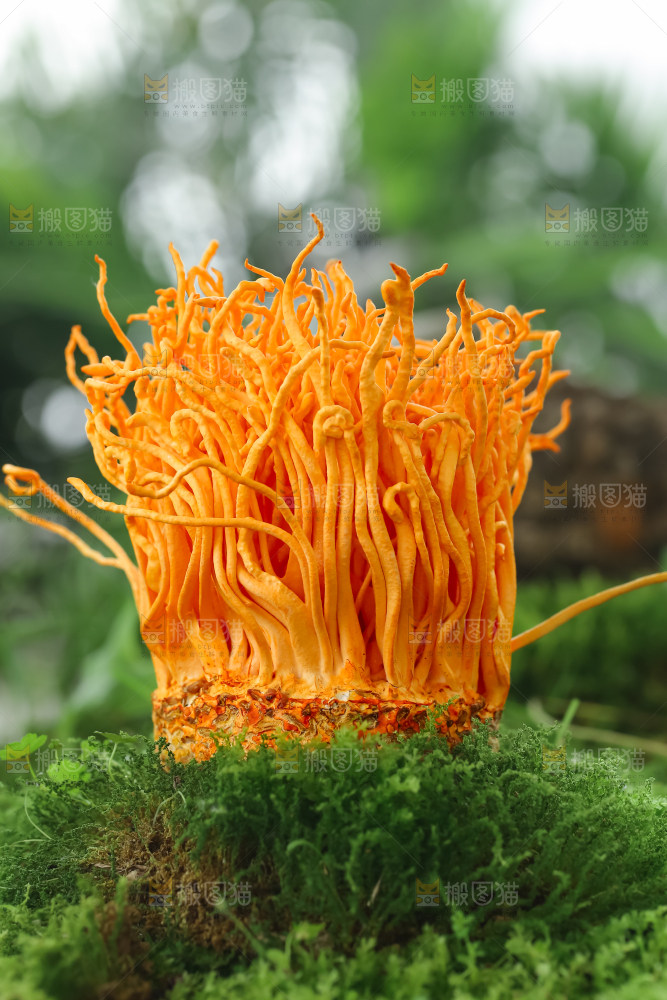 虫草花