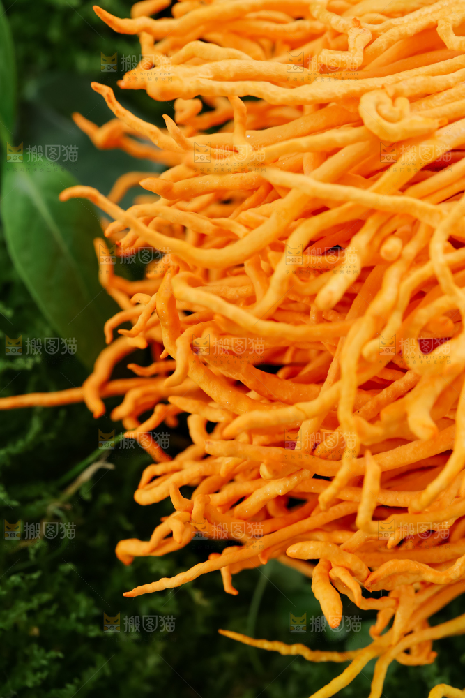虫草花