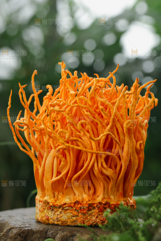 虫草花