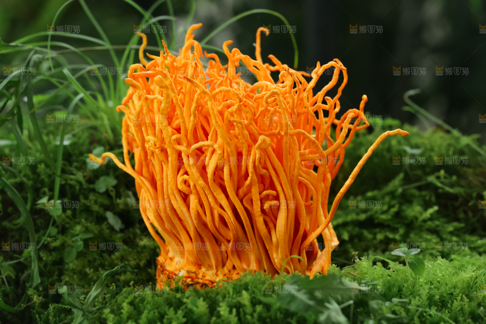 虫草花