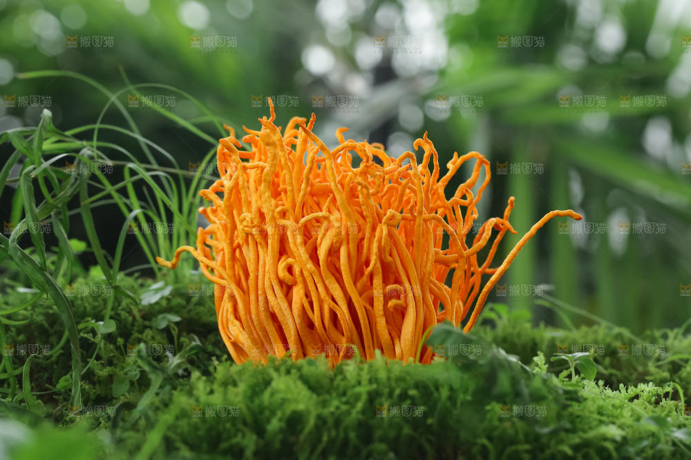 虫草花