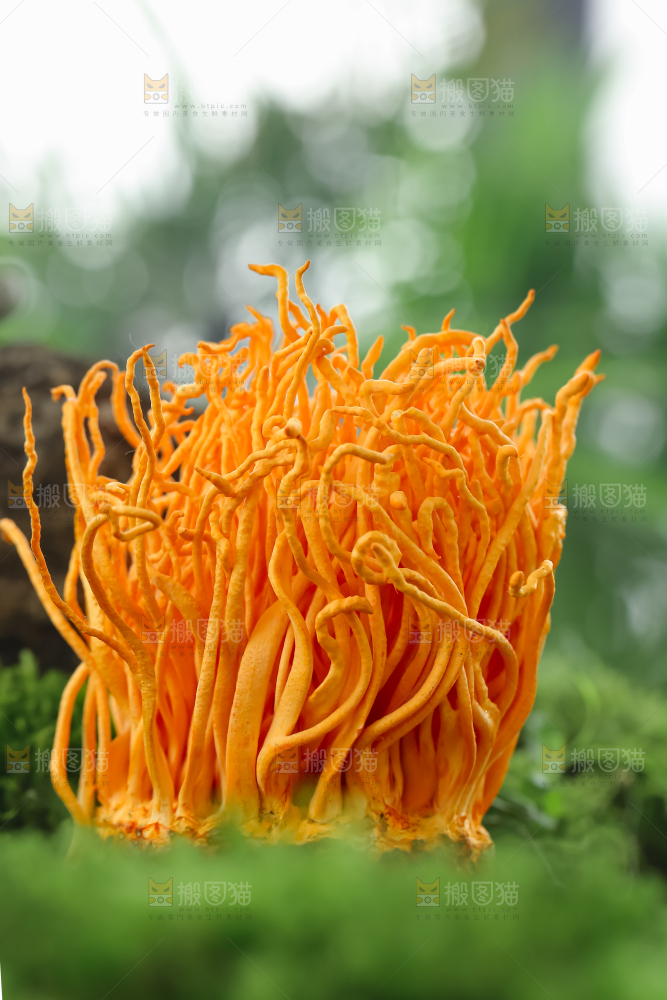 虫草花