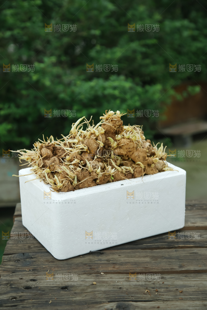 姜种