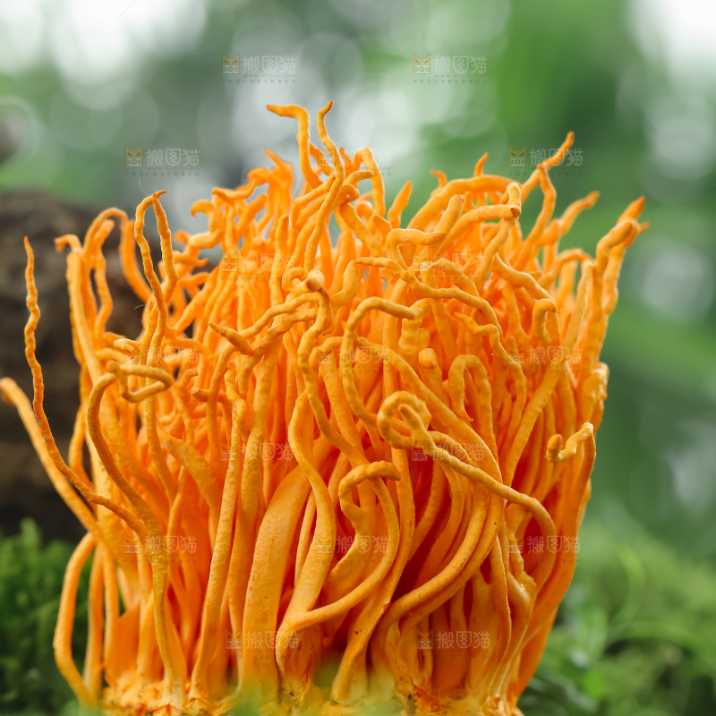虫草花