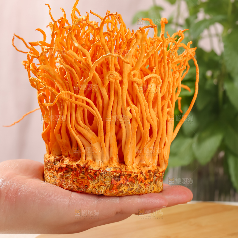 虫草花
