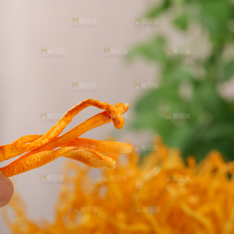 虫草花