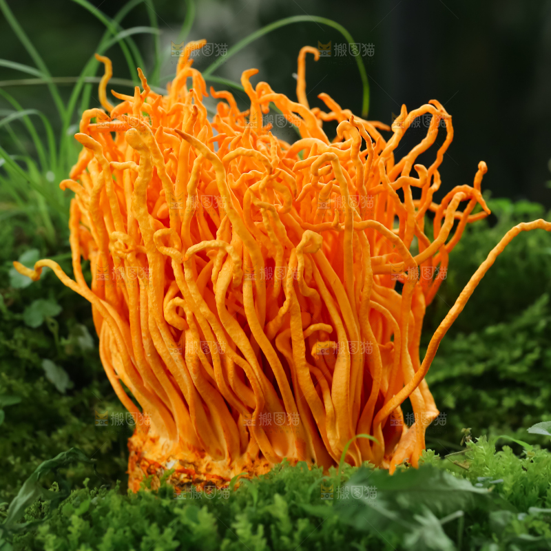 虫草花