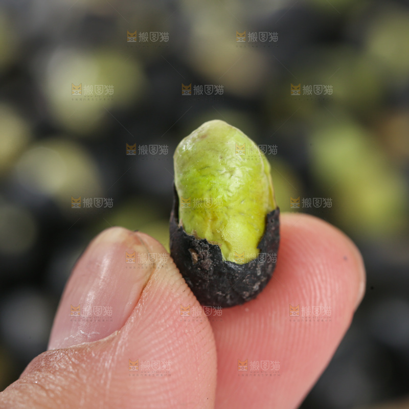黑豆