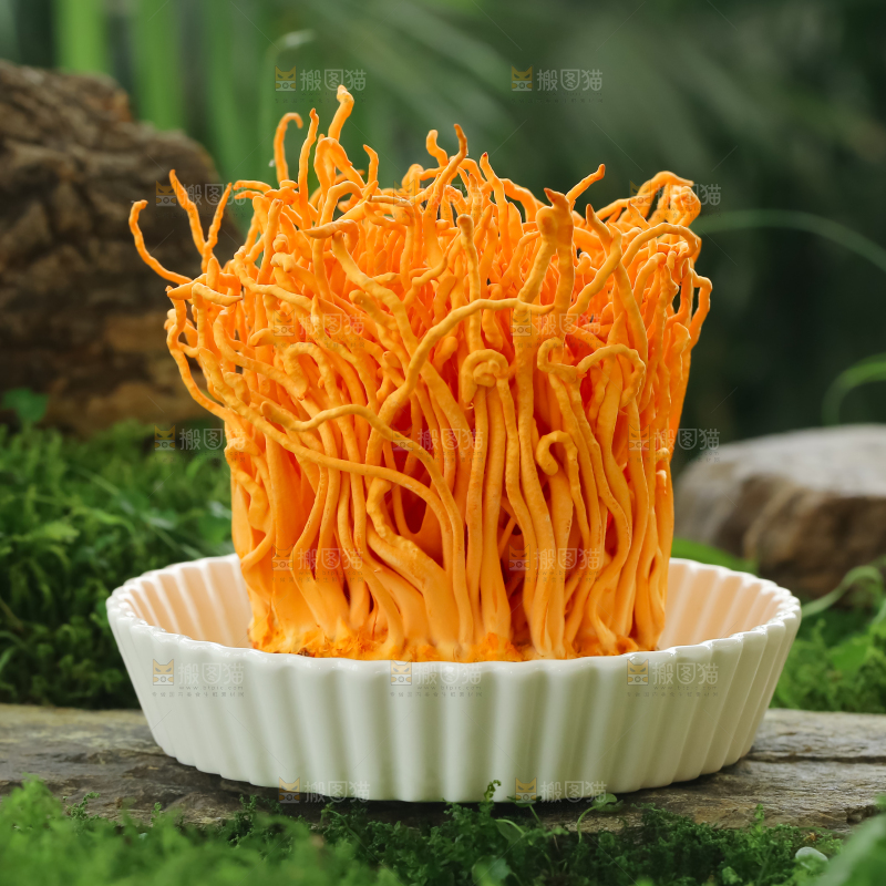 虫草花