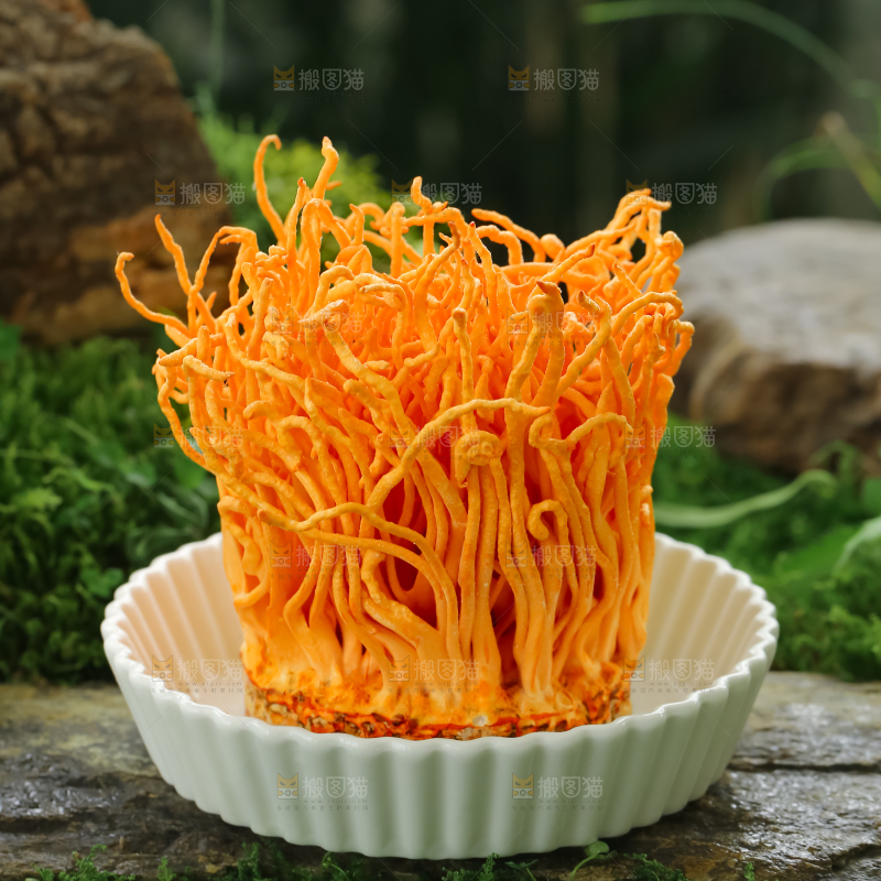 虫草花