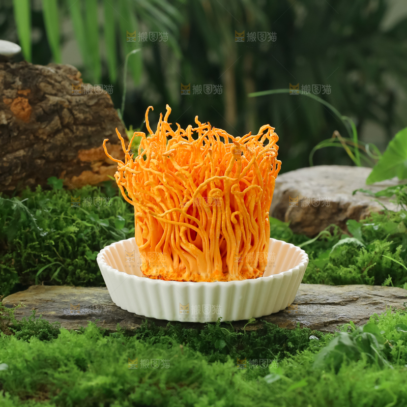 虫草花