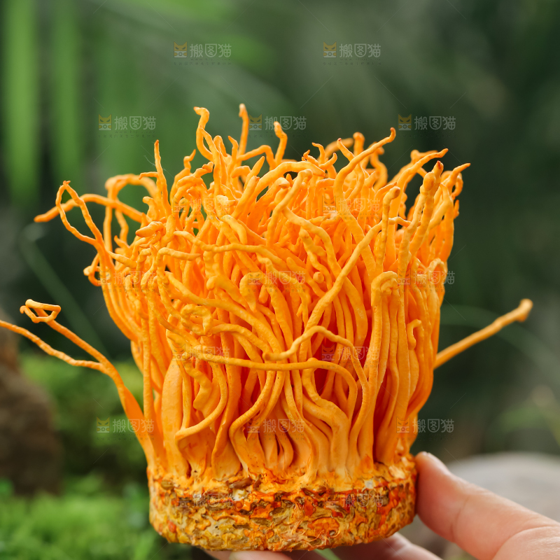 虫草花