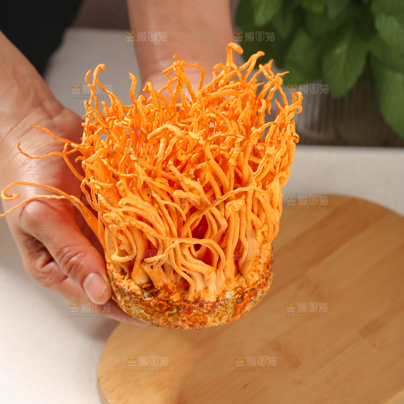 虫草花