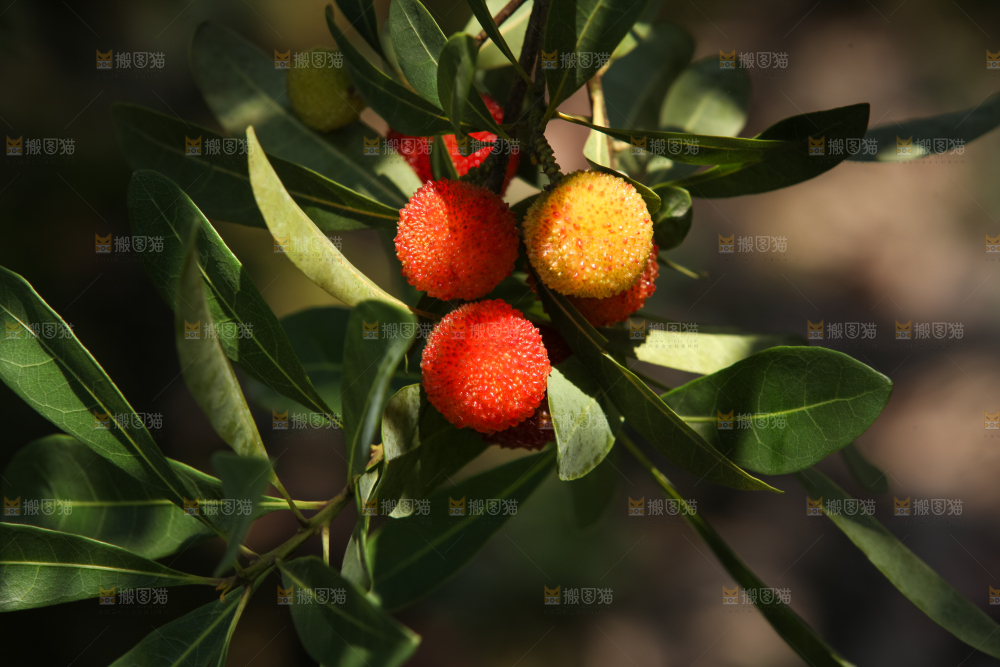 杨梅产地