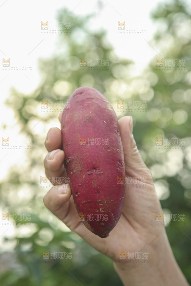 榴莲蜜薯