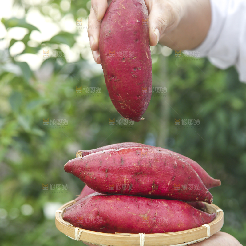 榴莲蜜薯