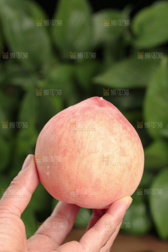 水蜜桃