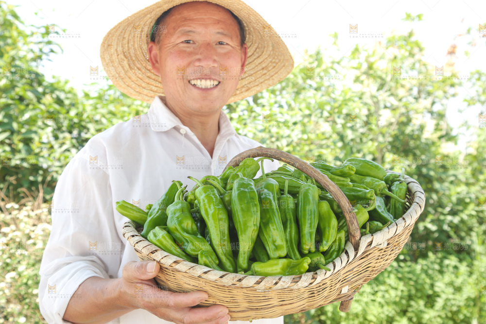 青椒