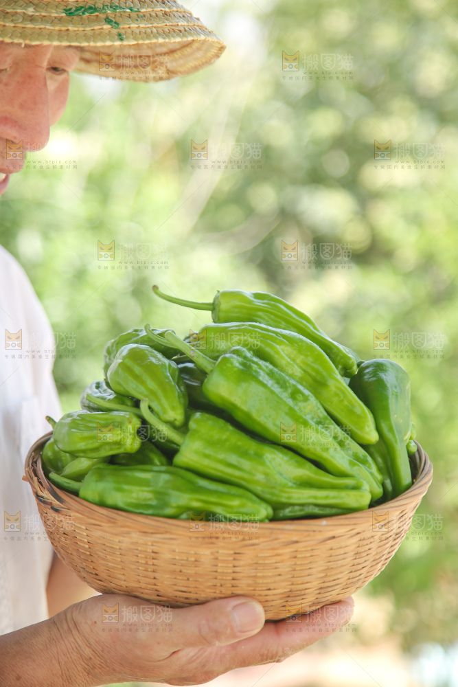 青椒