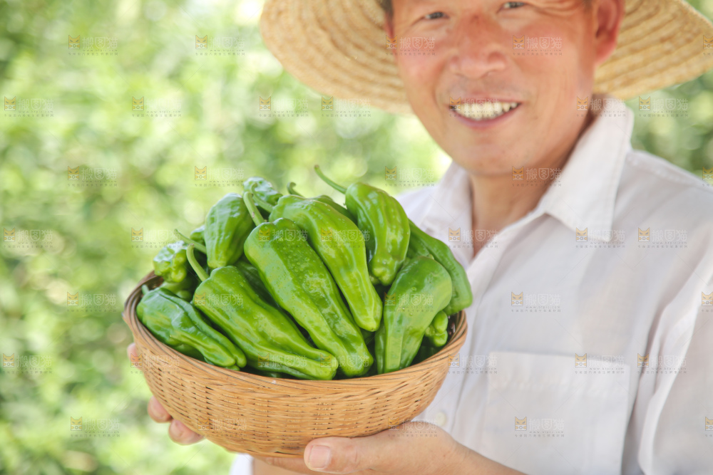 青椒