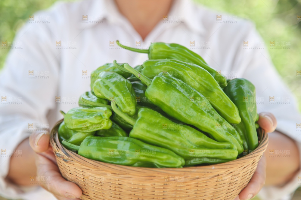 青椒