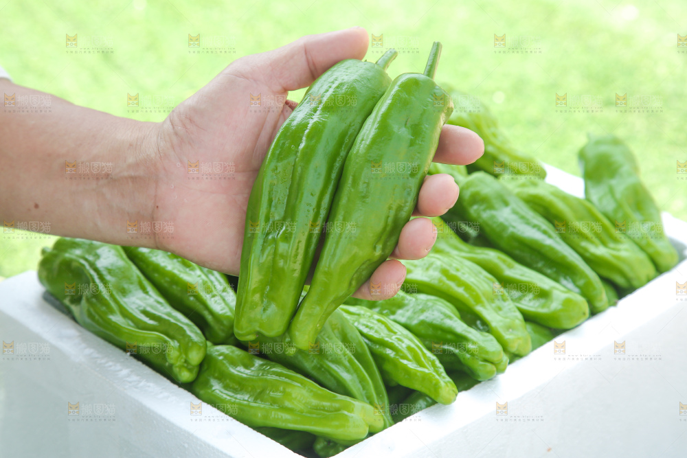 青椒