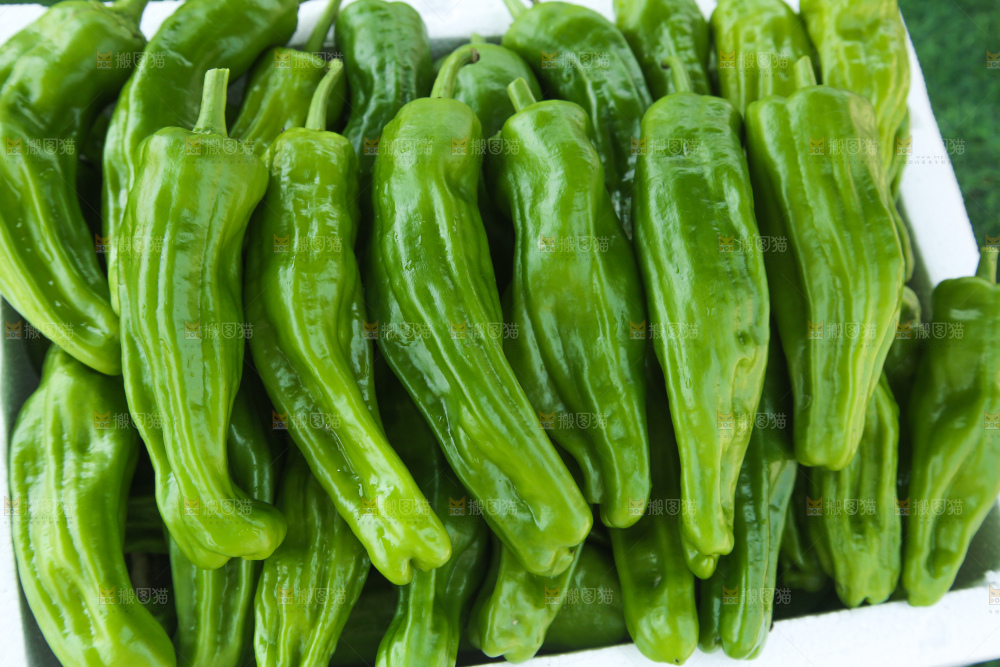 青椒