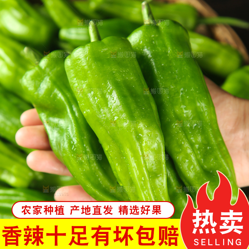 青椒
