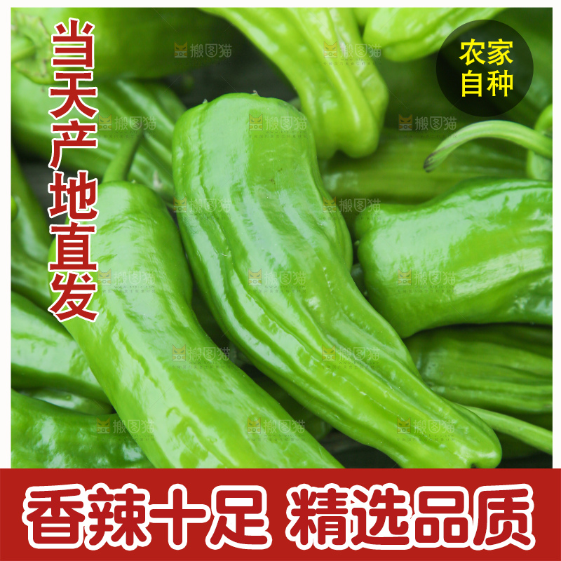 青椒