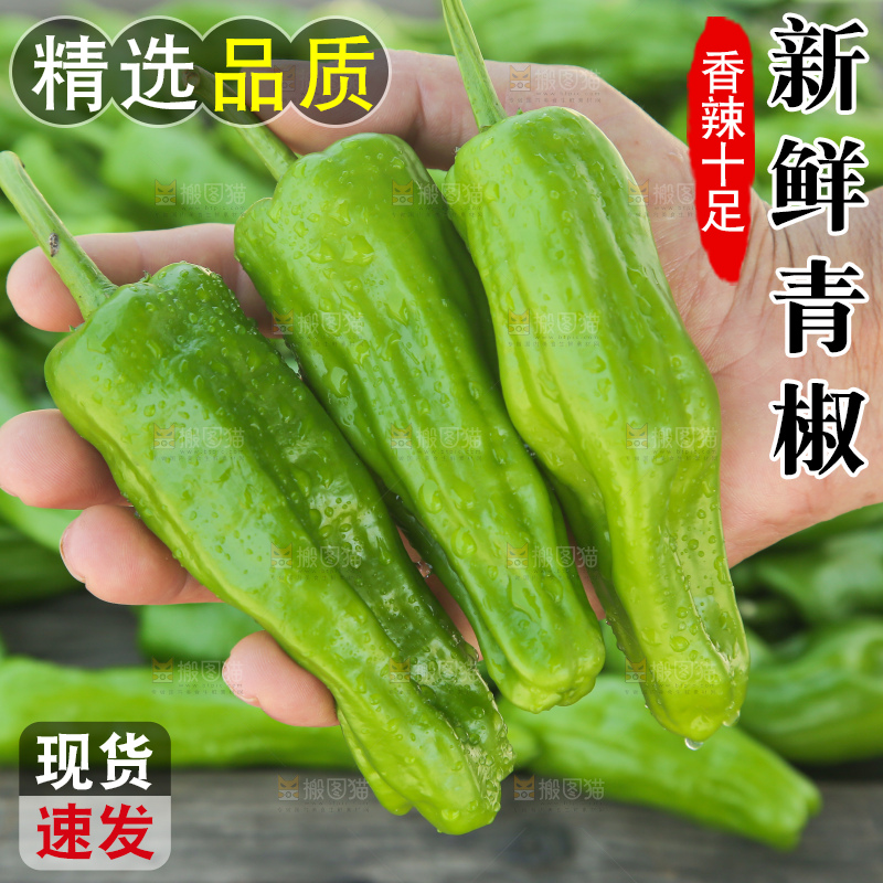 青椒