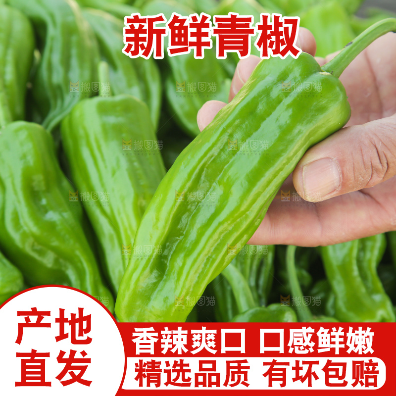 青椒